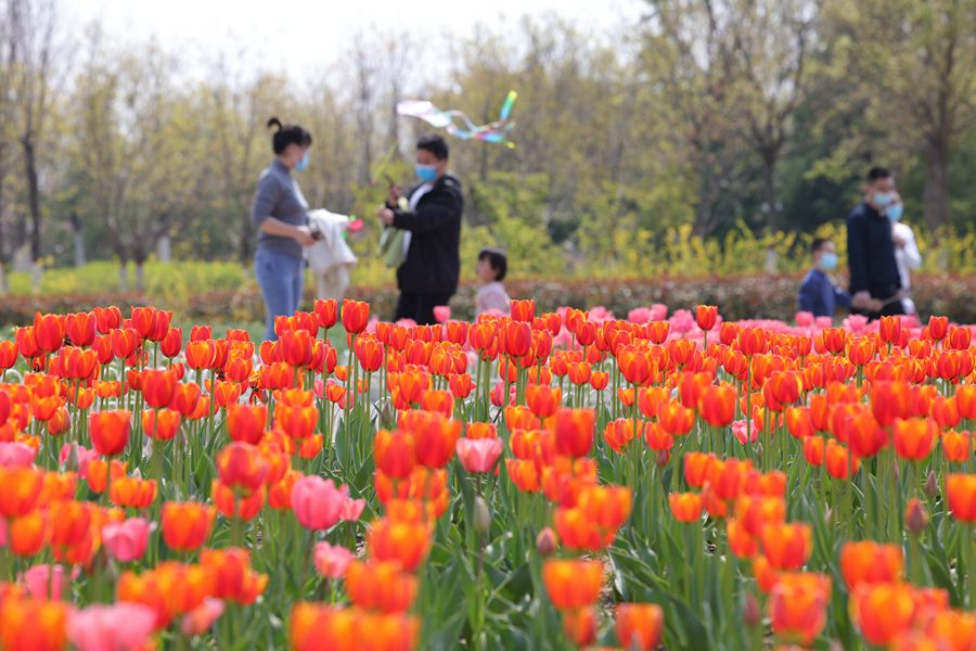 清明假期來(lái)   踏青游春去(分離圖)花1(2560216)-20220406090230_副本.jpg